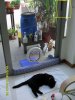mini sleeping cat door 2 (FILEminimizer).JPG