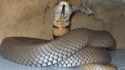 Mozambique-spitting-cobra-captured-in-the-courtyard-of-a-Westville-home-after-it-spat-in-the-e...jpg
