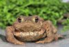 common_toad7.jpg