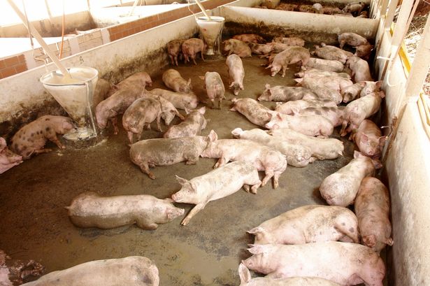 0_Pigs-sleep-after-feeding-a-ration.jpg