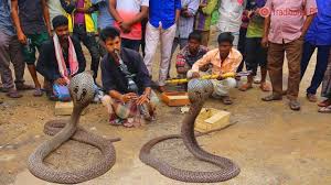 Image result for Indian snake charmer