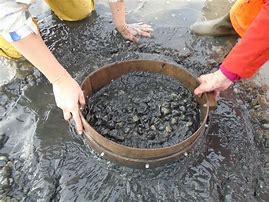 Image result for cockles in mud pic