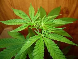 Image result for Cannabis