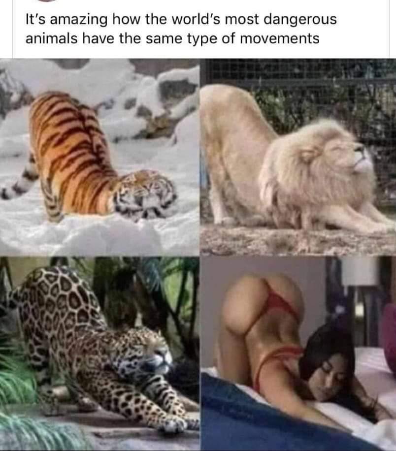 animal.jpeg