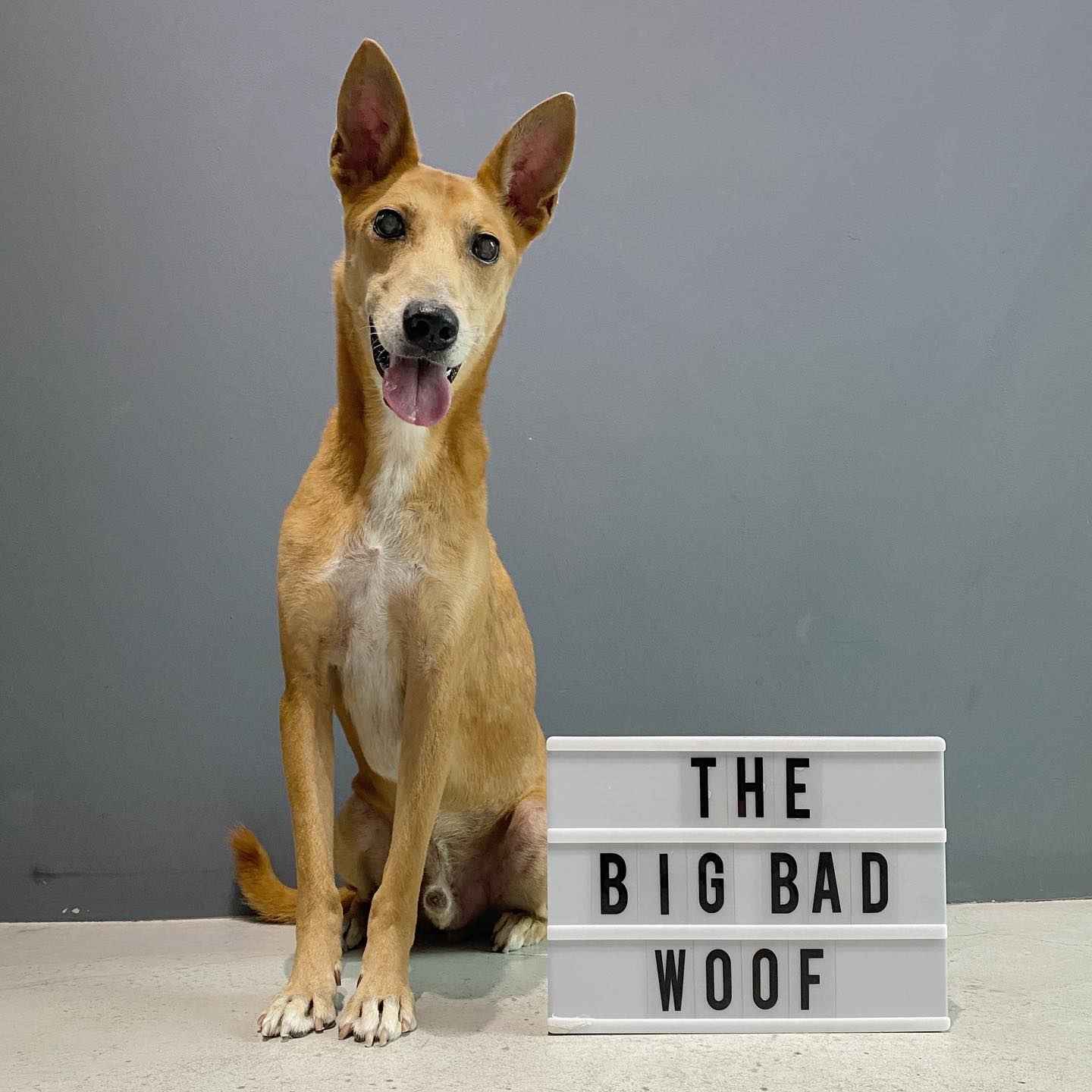 Big Bad Woof.jpg