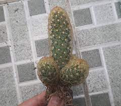 cactua.jpg