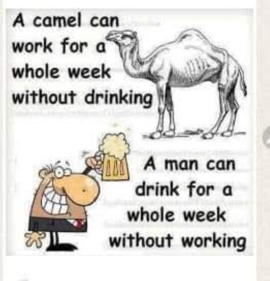 camel.jpg