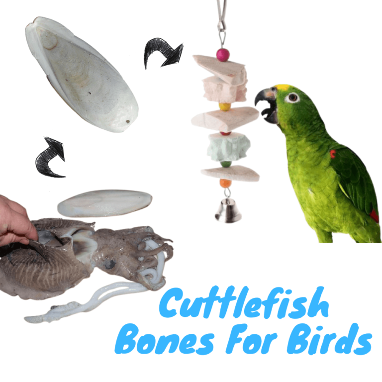 cuttlefish-bones-for-birds-768x768.png