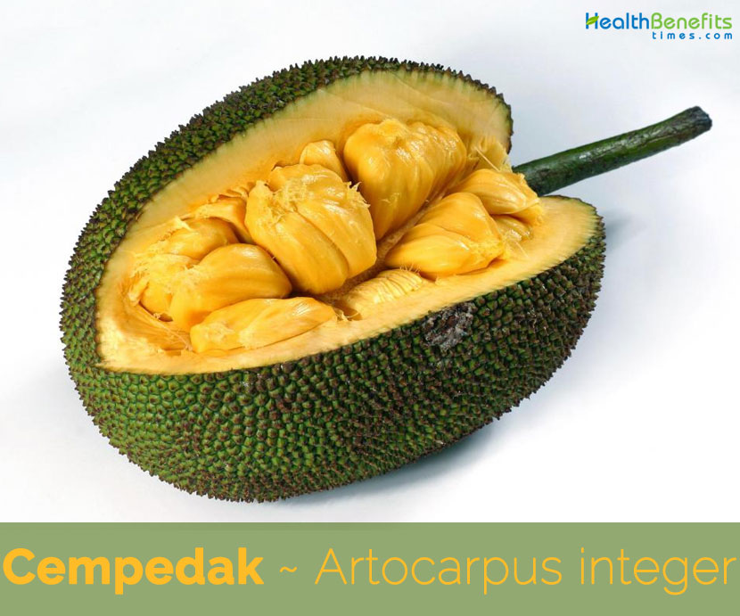 Health-benefits-of-Cempedak-fruit.jpg