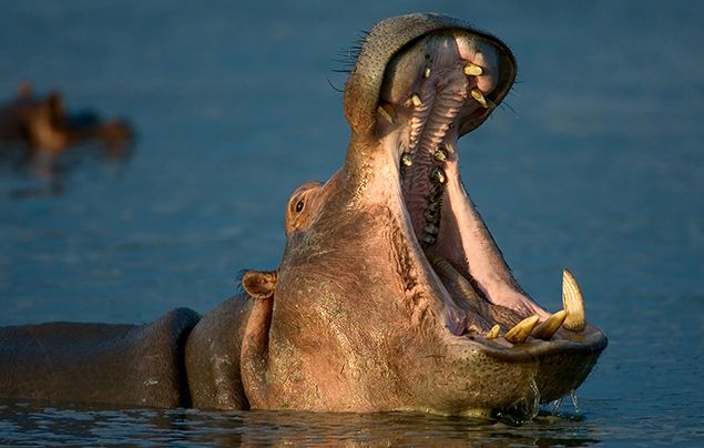 Hippo-Facts-2.jpg