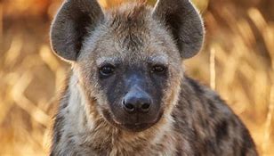 hyena.jpg