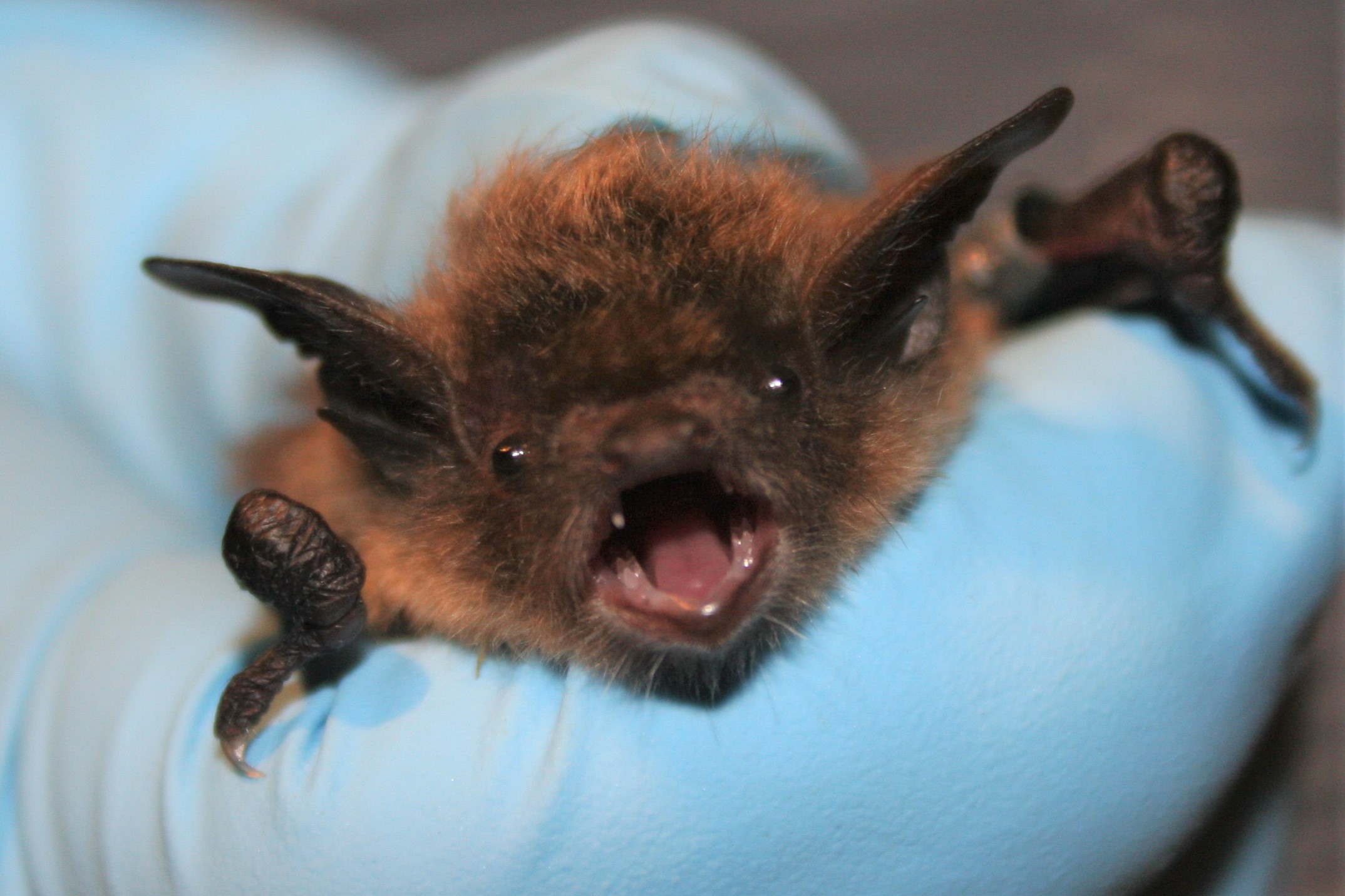 Little_brown_bat_face_closeup.jpg