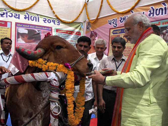 Modi_on_cow_worship_rotua;.JPG