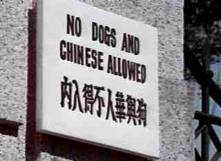 nodogsorchinese.jpg