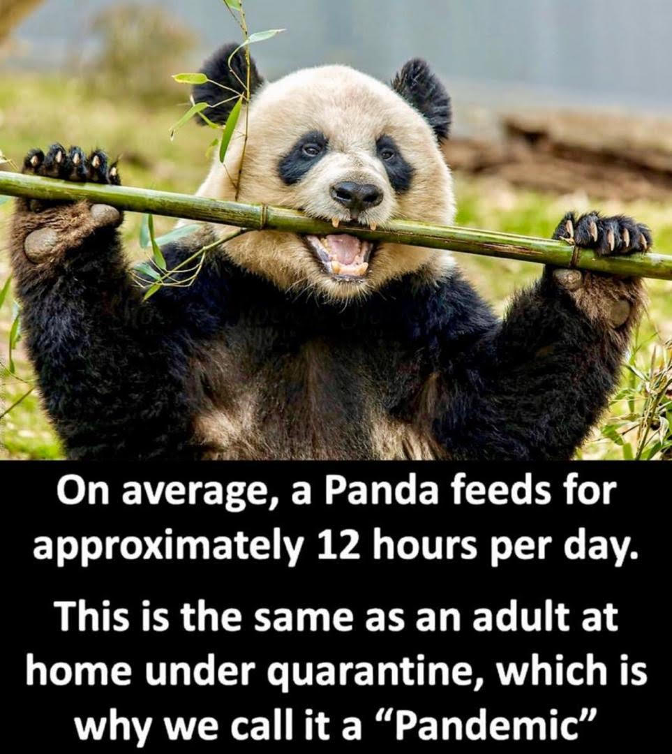 panda.jpg