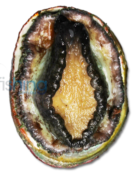 Roes-Abalone-watermarked_1.png