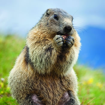 squirrels_marmot_profile_350x350.jpg