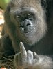 One_Gorilla__s_Opinion_by_tom2001.jpg