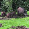 Wild Pigs Dig Earth.jpg