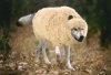 sheep_wolf.jpg