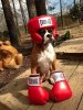 Now-hes-a-proper-boxer-600x800.jpeg