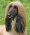 afghan_hound_head_shots3-htm_txt_robson-lesley-head1.gif