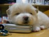 362e805ed13a46fe_Cute_Puppy_Pictures_B.jpg