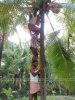 coconut-tree-kerala-india-funny-picture.jpg