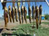 1.1275011789.dried-and-salted-fish-for-the-beer.jpg
