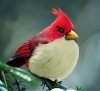 The-Real-Life-Angry-Birds-Looks-Awesome-GizmoKick-3.jpg
