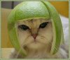 pomelo-rind-on-cat1.jpg