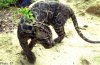 20121206_114335_st_cloudedleopard.jpg