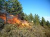 240px-Prescribed_burn_in_a_Pinus_nigra_stand_in_Portugal.JPG