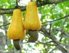 220px-Cashew_apples.jpg