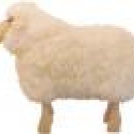 Sheep