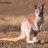 Wallaroo